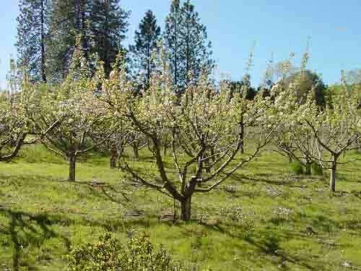 Apple Blossom Inn Yosemite Ahwahnee Exterior foto